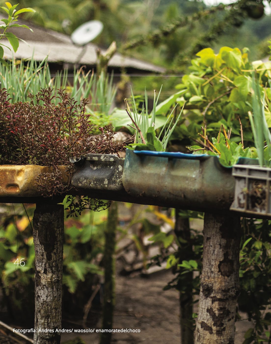 Hierbas de azotea del Pacífico colombiano, base aromática de la cocina de la casa