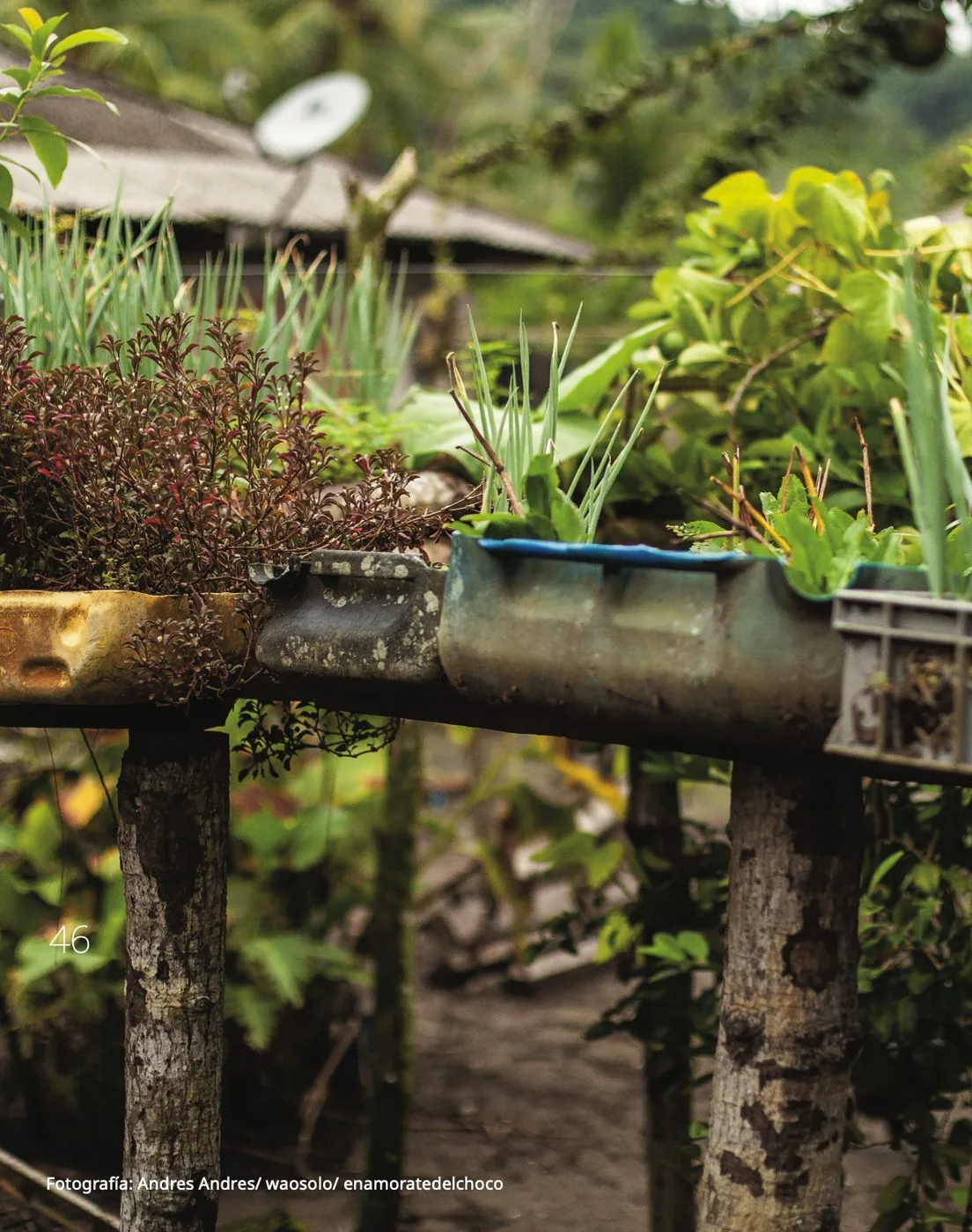 Hierbas de azotea cultivadas en el Pacífico colombiano